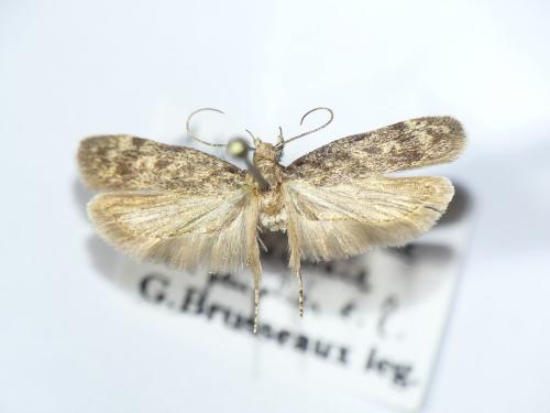 Gelechia turpella
